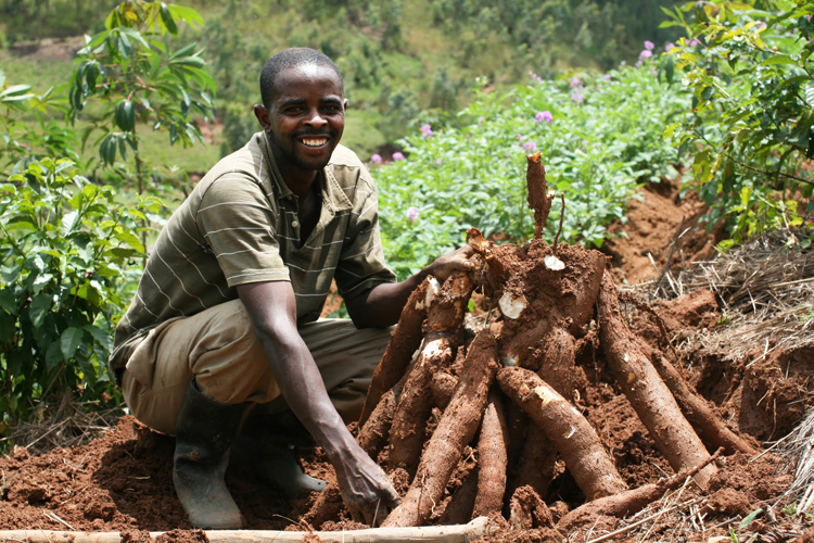 Nigeria%20Cassava%20Initiative