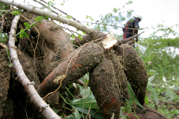 Nigeria%20Cassava%20Initiative
